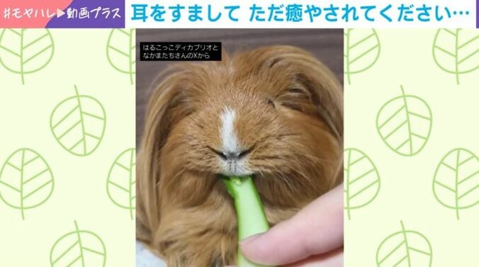 ディカプリオくん