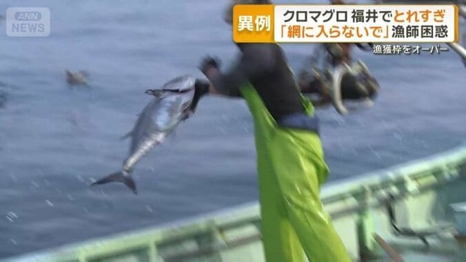 リリースされる30キロ以下のクロマグロ