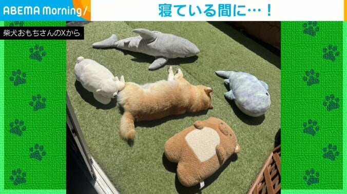 柴犬のおもちさん