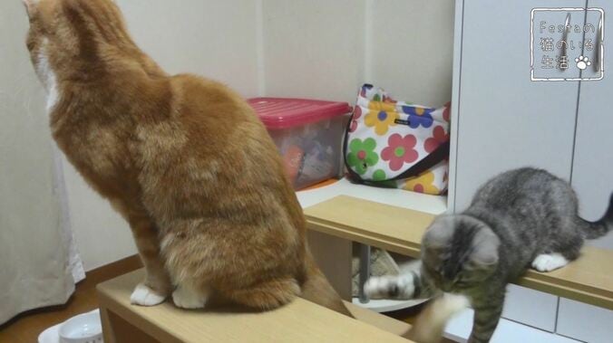 猫「お姉ちゃん遊んでー！」 マンチカン猫姉妹のほっこり日常に密着 8枚目