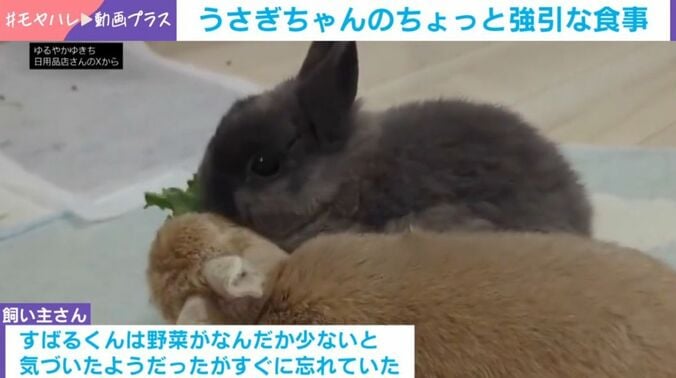 うさぎのコユキちゃんとすばるくん