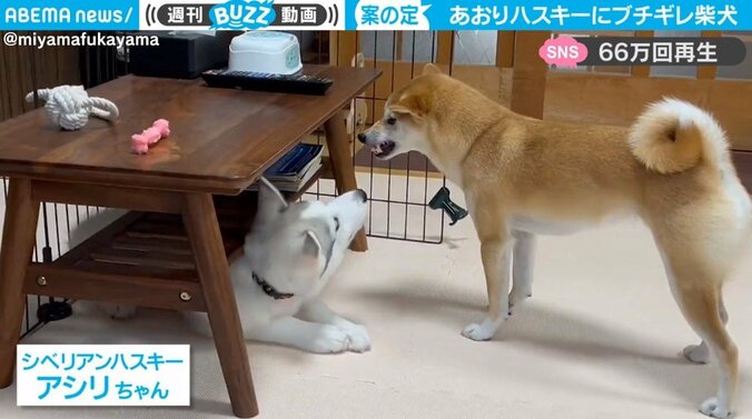 あおりハスキーに柴犬“ガチギレ” 牙むき出しの怒りの表情に「顔よwww」「好きすぎて何回も見てしまう」視聴者くぎ付け 1枚目