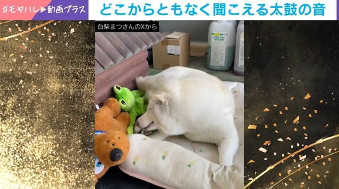 柴犬の「まつ」ちゃん（15歳）