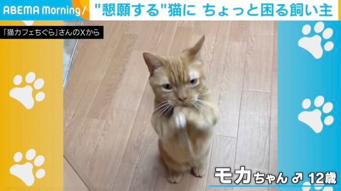 猫のモカちゃん
