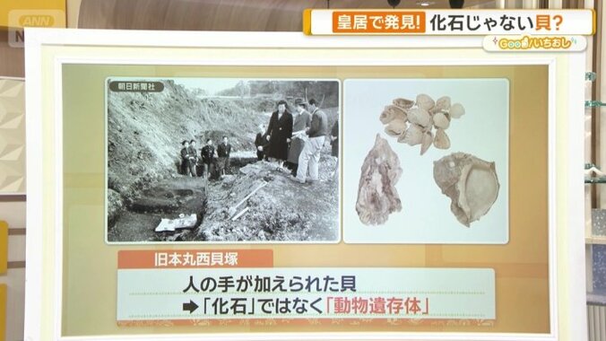 化石じゃない貝？