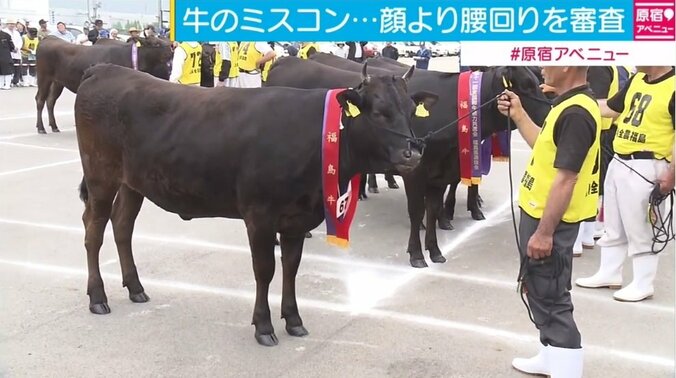 福島で「牛のミスコン」開催、スタイル良しの県代表15頭が決定 1枚目