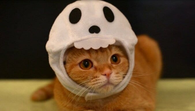 YouTubeで大人気　10匹の猫家族「10Cats. 」が可愛すぎるとネット上で話題に 1枚目