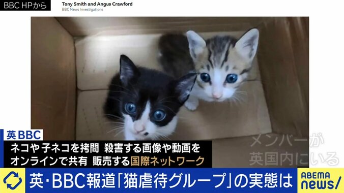 BBCで伝えられたネコ虐待のニュース