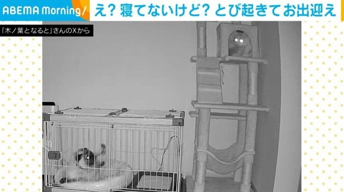 木ノ葉ちゃん、なるとくん