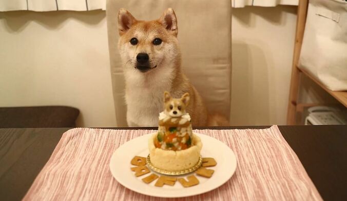 ふわもこ男子な柴犬「だいふく」  お寿司屋さんごっこやお花見を満喫中 5枚目