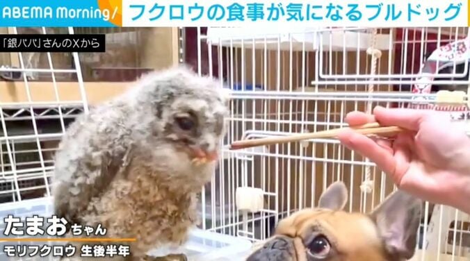 モリフクロウのたまおちゃん、フレンチブルドッグのボンくん