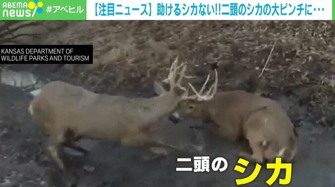 枝角が絡まった2頭のシカに向けたのは…銃口 狩猟関係者が“無傷”の救助 1枚目