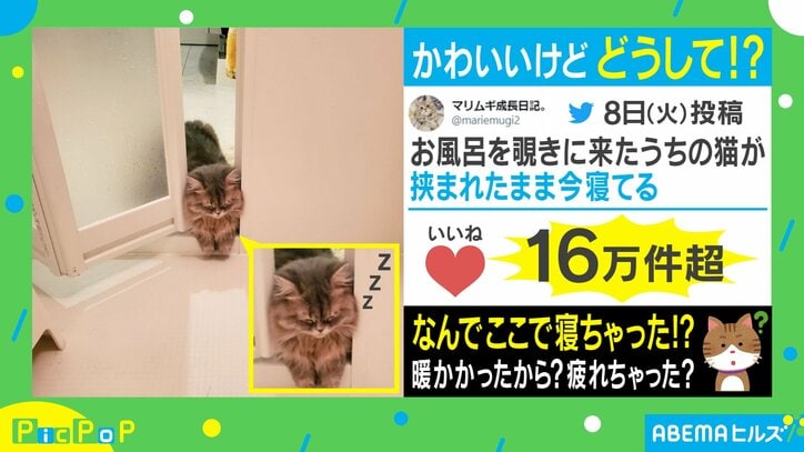つり革持って寝てるのと同じ？ 風呂を覗きに来た猫のまさかの姿が「可愛すぎる」と話題に