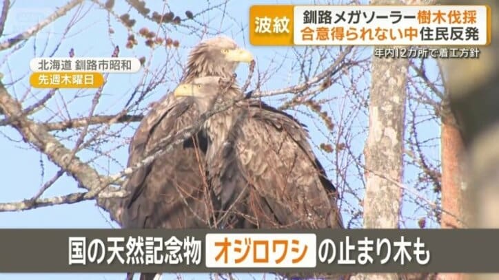 国の天然記念物「オジロワシ」の止まり木も