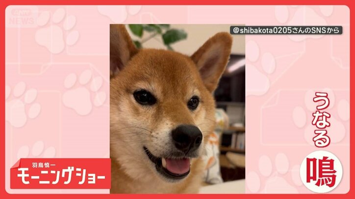 気持ちをわかってほしい… さまざまな鳴き声で訴えるワンちゃん お望みは何?