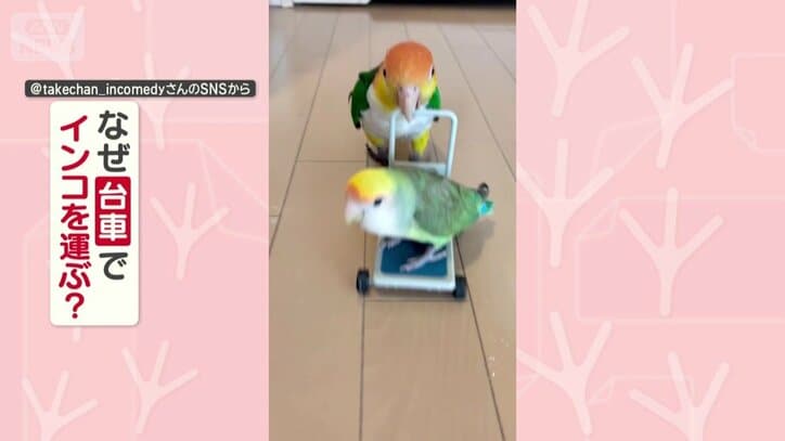 なぜ台車でインコを運ぶ？