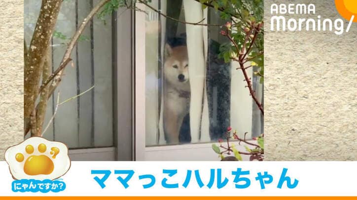 すねたような上目遣い 魔法の言葉 で態度が一変 一連の動きが 漫画のような犬 に反響 話題 Abema Times