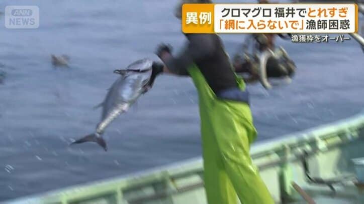 リリースされる30キロ以下のクロマグロ