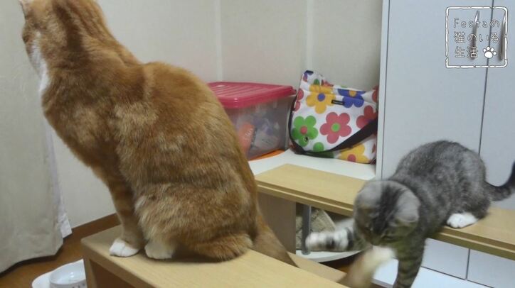 猫「お姉ちゃん遊んでー！」 マンチカン猫姉妹のほっこり日常に密着