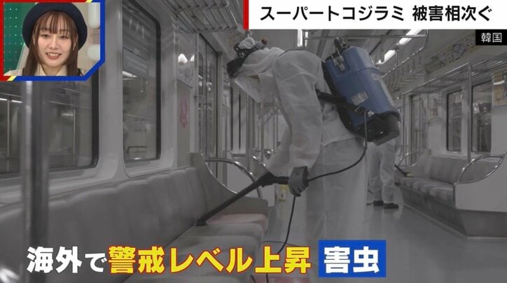 韓国で“トコジラミ”が大量発生…日本でも急増の懸念 専門家警鐘「殺虫剤が効かない」「海外からの荷物は何が入っているかわからない」