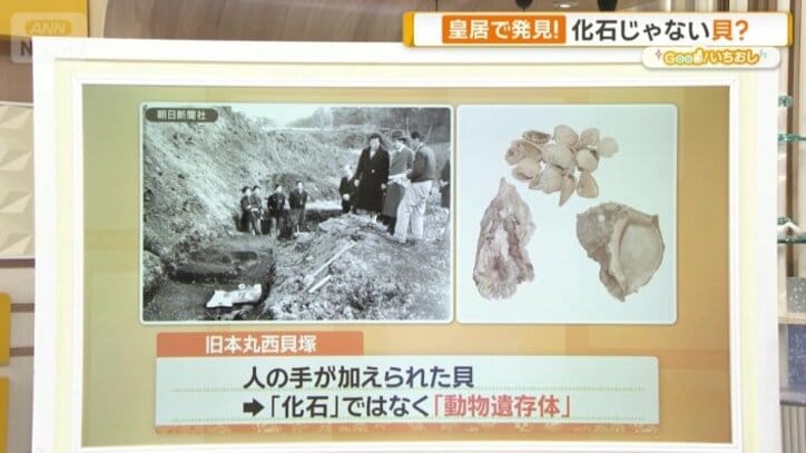 化石じゃない貝？