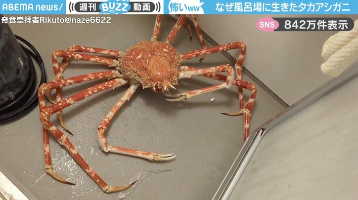 タカアシガニ