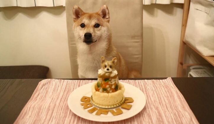 ふわもこ男子な柴犬「だいふく」  お寿司屋さんごっこやお花見を満喫中