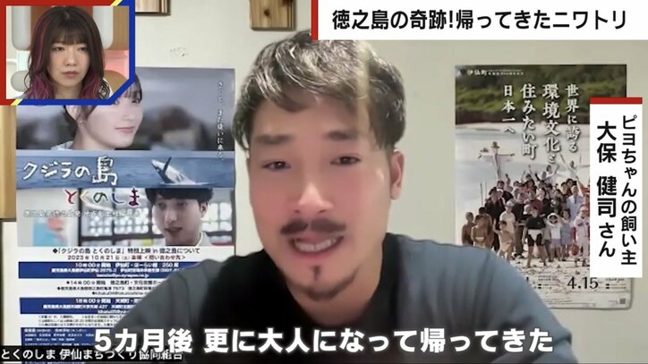 ネットで話題「ヒヨコがニワトリになって奇跡の帰還」の誤解…「脱走時ほぼニワトリ」ヒヨコイメージが1人歩きした真相