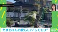 華麗に飛行も「着地はへたくそ」…アヒルの鳥らしからぬ“しくじり”に「着水する勢い」「ドジっこさんでかわいい」視聴者メロメロ