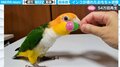 あ、誰か…“全力”振動が止まらない！ オモチャで遊んだら、自分が“壊れたオモチャ”みたいになったインコ