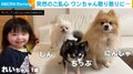なでさせない犬に愛娘がご立腹? 整列した3匹を“蹴散らす”姿に飼い主「破壊神」