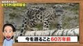 ひと跳びで15メートル先の獲物を襲うユキヒョウ“の身体能力”に衝撃！ ナスD「人間だと三段跳びの記録ですよ」