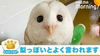 “梨の断面＝メンフクロウの顔”の比較画像が話題