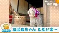 【映像】犬「あらぁ~よく来たねぇ」玄関でたたずむ犬(別ショット)