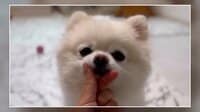 【映像】ポメが指ハートに「アゴ乗せ」