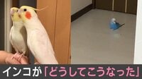 インコが「どうしてこうなった」
