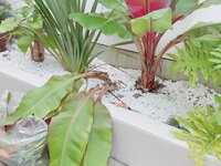 アレクサンダー『家の壁が汚れてる‼️』