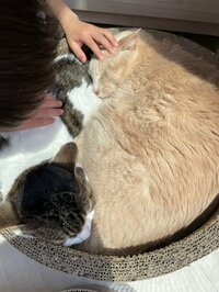 大渕愛子『3年ぶりの再会!京都の思い出』