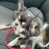 小柳ルミ子『歯の経過ご報告‼️』