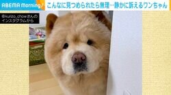 空腹を訴える“目力”がエグい珍犬…瞬時に意図が伝わるチャウチャウ犬のカメラ目線に悶絶