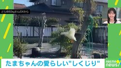華麗に飛行も「着地はへたくそ」…アヒルの鳥らしからぬ“しくじり”に「着水する勢い」「ドジっこさんでかわいい」視聴者メロメロ