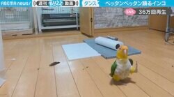 口笛にノリノリなインコ 足音ペッタンペッタン→横揺れダンス披露 「たまに合いの手入れるのも可愛い」と反響
