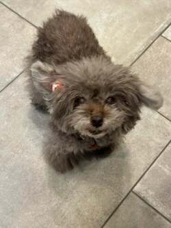 堀ちえみ、愛犬の退院を報告し心境を吐露「かなり辛かったです」 