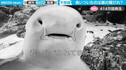 サメに食いつかれたサメ “危機感ゼロ”な表情がツボる 共食いではなく意外な理由が