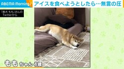アイスを食べる飼い主に無言の圧 “ジト目”で見つめる柴犬 飼い主「全く味を感じられない」