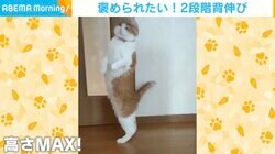 撫でてほしいニャ グーンと“2段階背伸び”でおねだりするネコの姿に「かわいい」「伸びたw」の声
