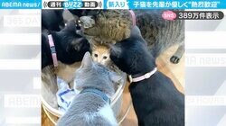 新入り子猫に大興奮！先輩猫たちの“熱烈歓迎”に「すごい勢いで囲まれてるｗ」「最後入っちゃうのうけるw」と話題沸騰