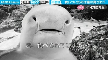 サメに食いつかれたサメ “危機感ゼロ”な表情がツボる 共食いではなく