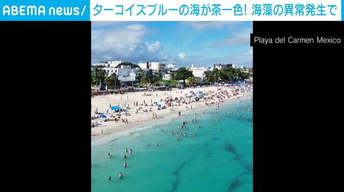 海藻に覆われる前の海