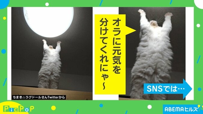 「オラに元気を分けてくれニャー！」照明の下でとった猫のポーズに仰天「かわいすぎ」「もふもふパワ～」 1枚目